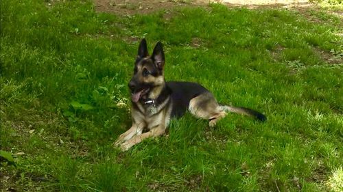 Dog in field