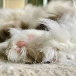 Close up of a cats fluffy paw and toe beans. 