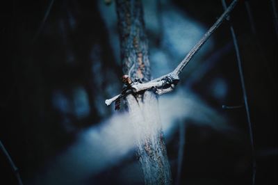 Close-up of spider on metal