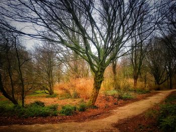 Bare trees on landscape against sky