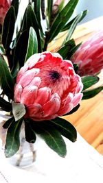 Close-up of red tulip blooming outdoors