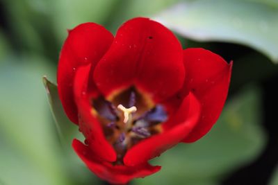 Close-up of red poppy blooming outdoors