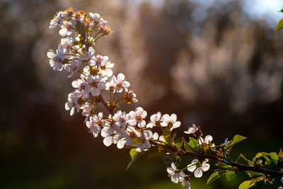 Close-up of cherry blossoms in spring