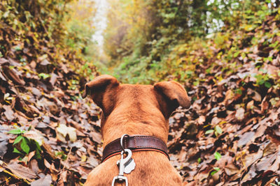 Close-up of a dog in forest