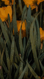 Full frame shot of wet plants on field
