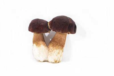 Close-up of mushrooms against white background