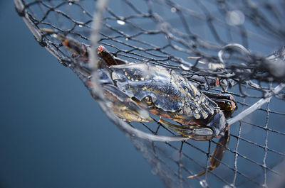 Close-up of crab in net