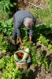 From above middle aged man in casual clothes collecting lettuce near basket with vegetables during work on farm on sunny summer day