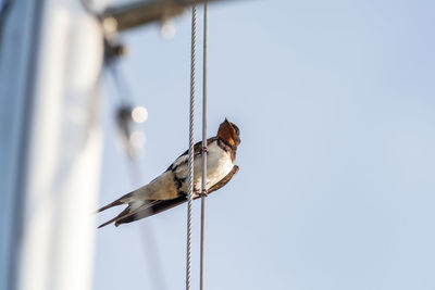 Low angle view of bird perching on cable against clear sky