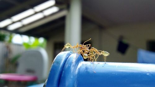 Close-up of insect