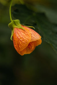 Close-up of orange flower