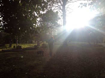 Sun shining through trees on sunny day