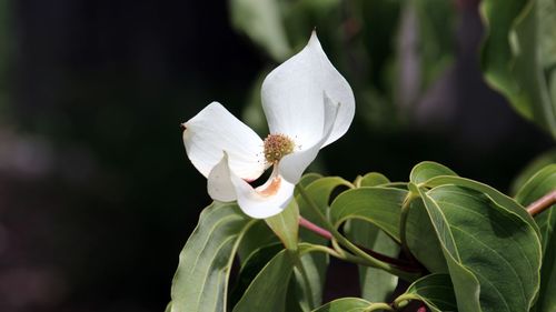 Close-up of white flowering plant