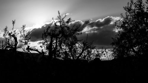 Low angle view of trees against sky