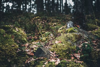 Trees growing in forest