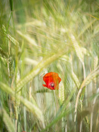 Close-up of poppy growing in wheat