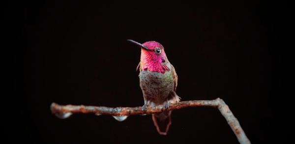 Close-up of bird perching on branch against black background