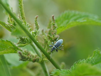 Close-up of insect on flower