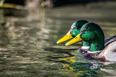 Duck swimming in lake