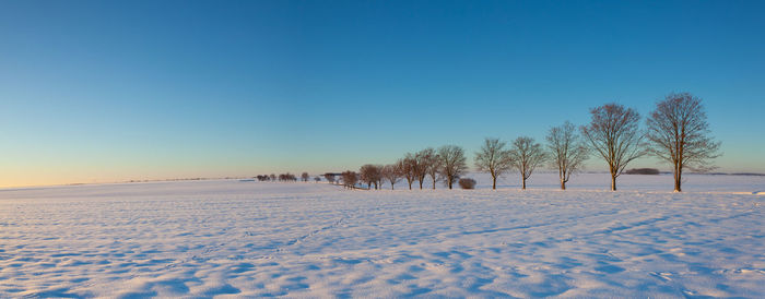 Alley of trees between winter fields at sunrise. 
