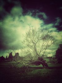 Bare tree against cloudy sky