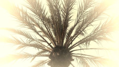Low angle view of palm tree against clear sky