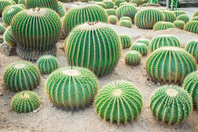 High angle view of cactus plants growing on field