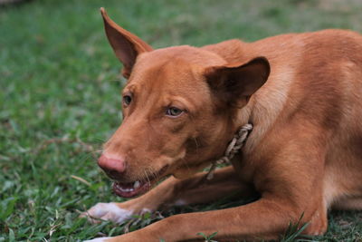 Close-up of dog looking away on field