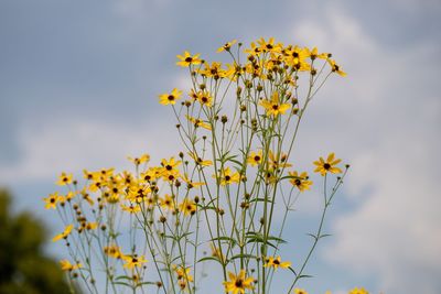 Close-up of yellow flowering plant against sky