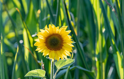 Close-up of sunflower