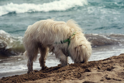 View of dog drinking water from beach