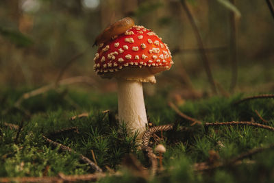 Close-up of mushroom growing on field