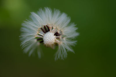 Close-up of white flower