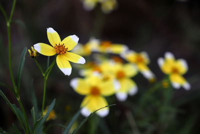 Close-up of yellow flowering plant