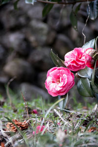 Close-up of pink roses blooming outdoors