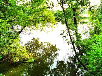 Low angle view of trees