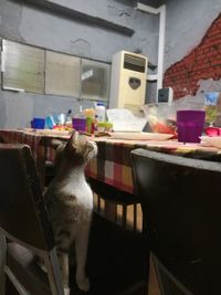 View of cat on table at home