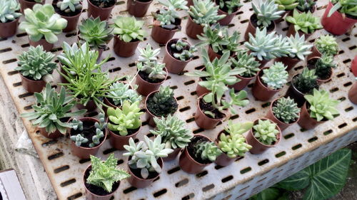 High angle view of potted plants