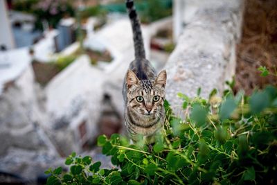 Portrait of a cat