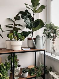 Potted plants at home