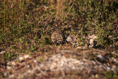 Adult burrowing owl athene cunicularia perched outside its burrow on marco island, florida