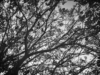 Low angle view of tree against sky