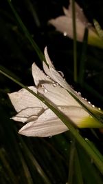 Close-up of water drops on leaves