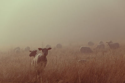 Sheep in a field at dawn