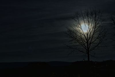 Silhouette of bare trees at sunset