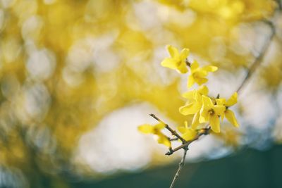 Close-up of yellow flowering plant
