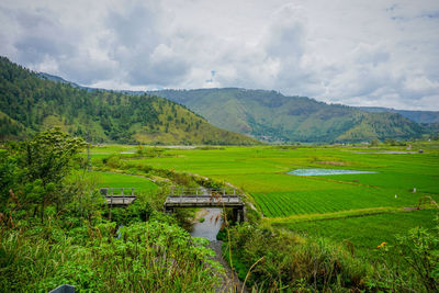 Scenic view of agricultural field against sky