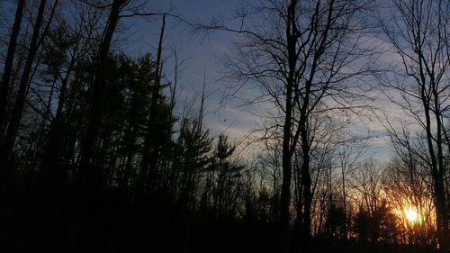 Bare trees against sky at sunset