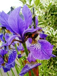 Close-up of bee on purple flower