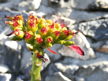 Close-up of flower against blurred background